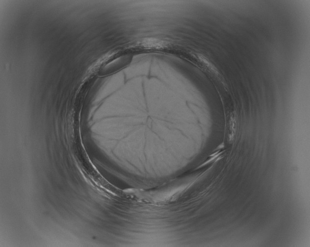 X0000080690492200701121729