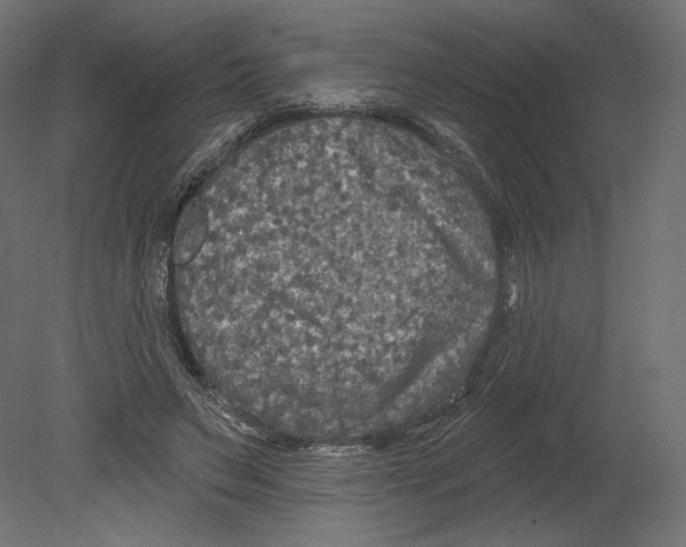 X0000080690495200701121729