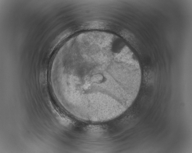 X0000080690534200701121727