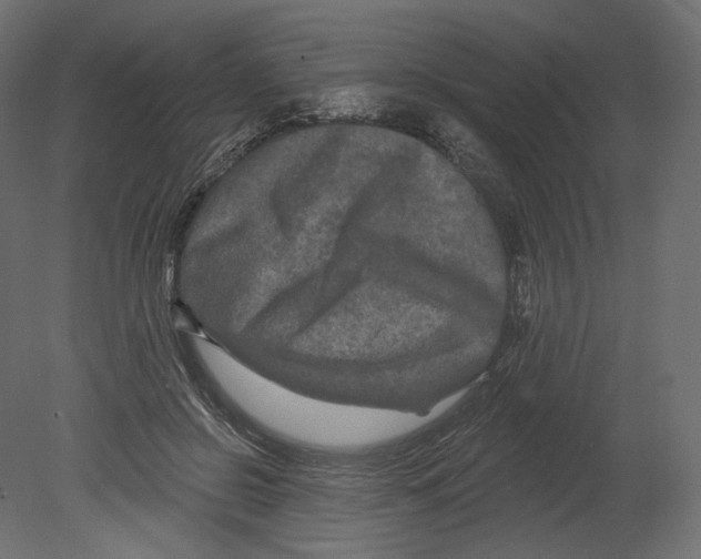 X0000080690550200701121728