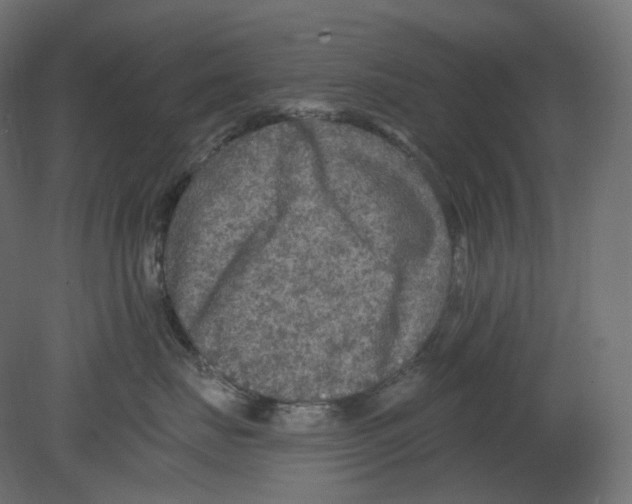 X0000080690671200701121726