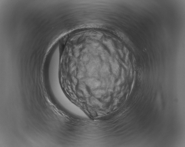 X0000080690676200701121726