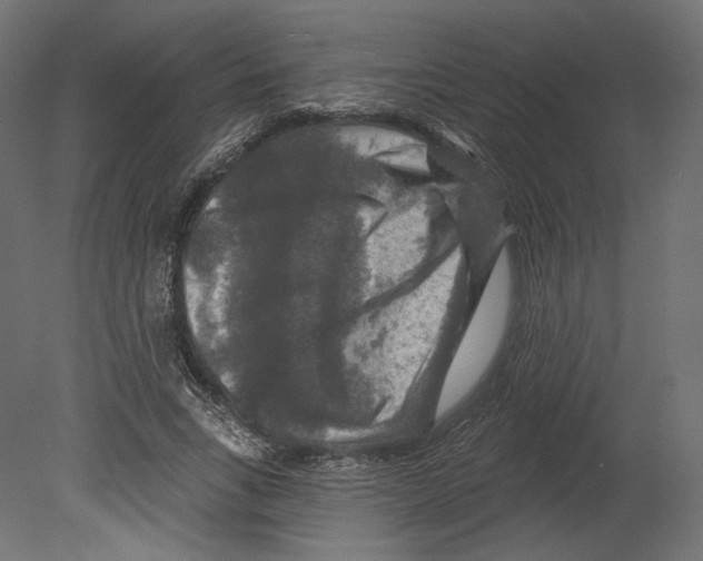 X0000080690735200701121724