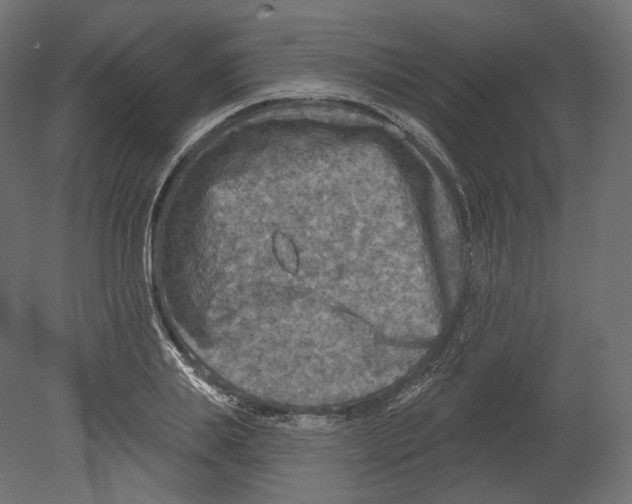 X0000080690839200701121723