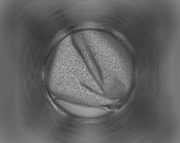 X0000080690841200701121723