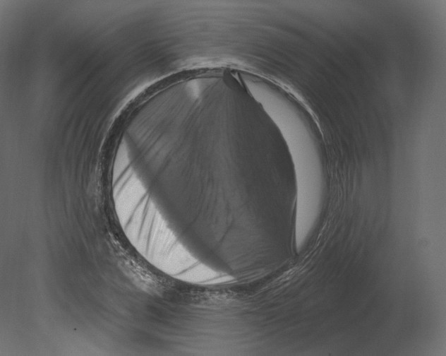 X0000080690975200701121721