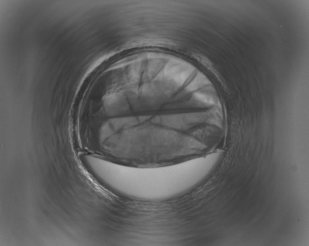 X0000080691024200701121719