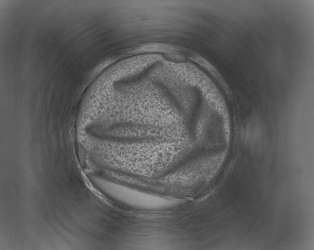 X0000080691049200701121720