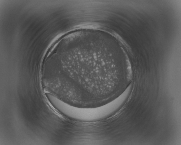 X0000080691240200701121717