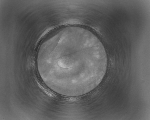 X0000080691266200701121716