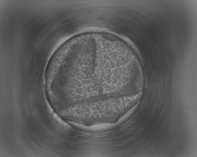 X0000080691287200701121715