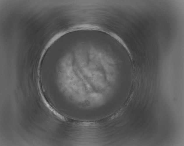 X0000080691381200701121714