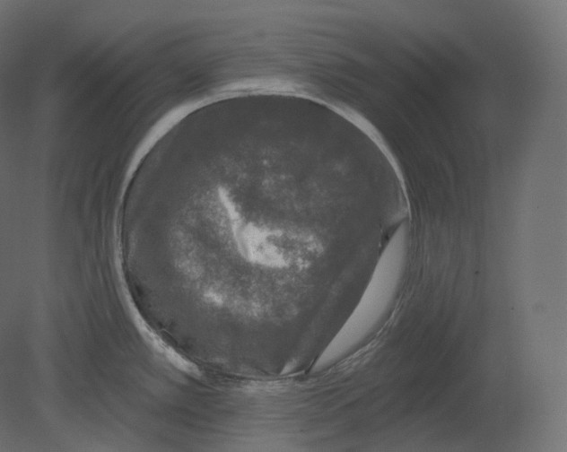 X0000080691389200701121713