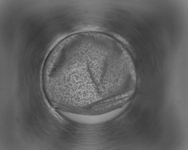 X0000080691423200701121713