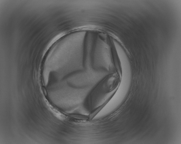 X0000080691426200701121713