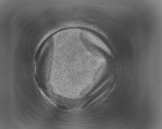 X0000080691509200701121711