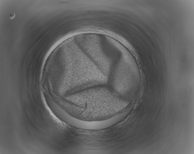 X0000080691536200701121712