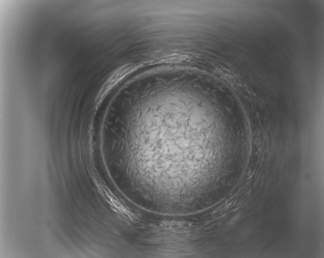 X0000080700242200612151322
