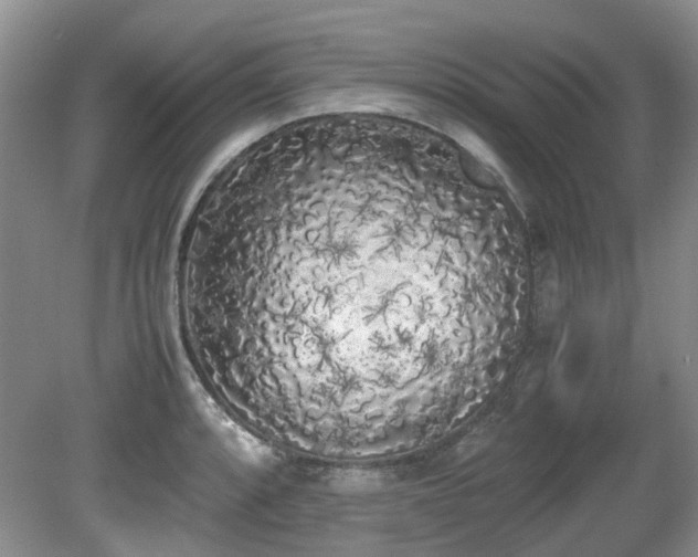 X0000080701088200612151308