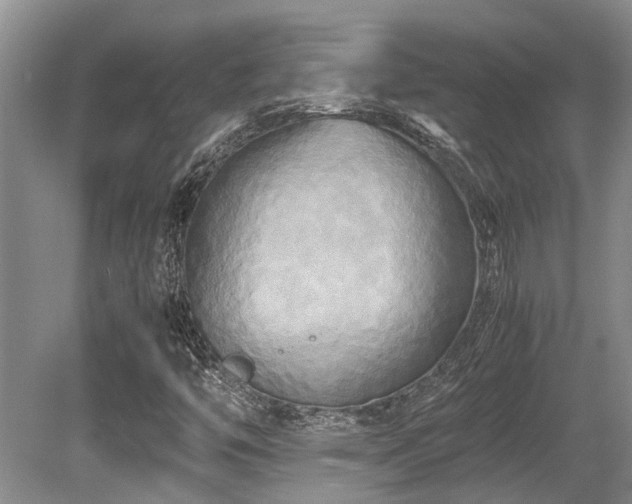 X0000080701446200612151302
