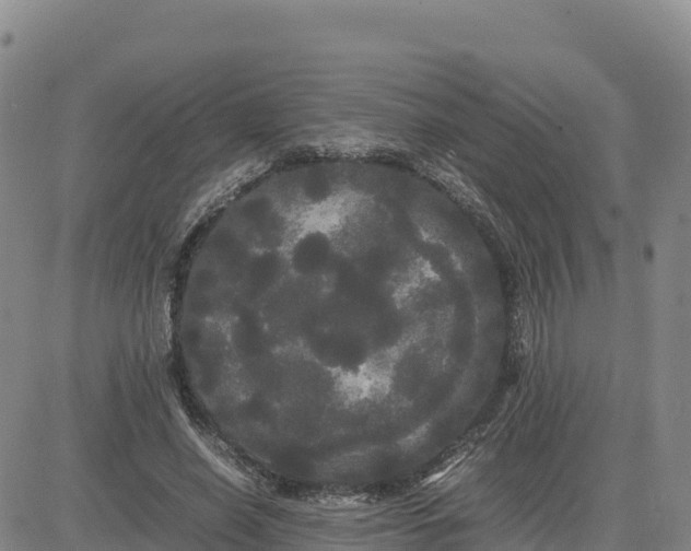 X0000080700638200612301515