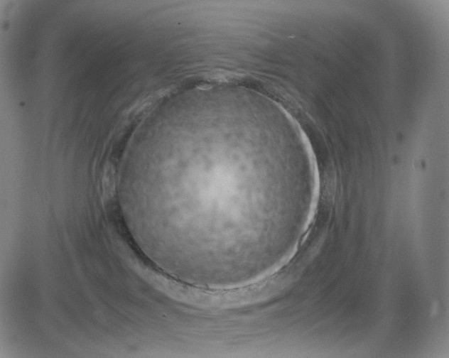 X0000080700043200701050955