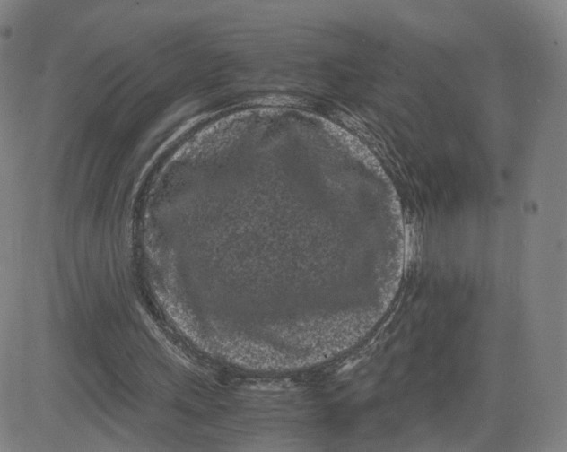 X0000080700243200701050951