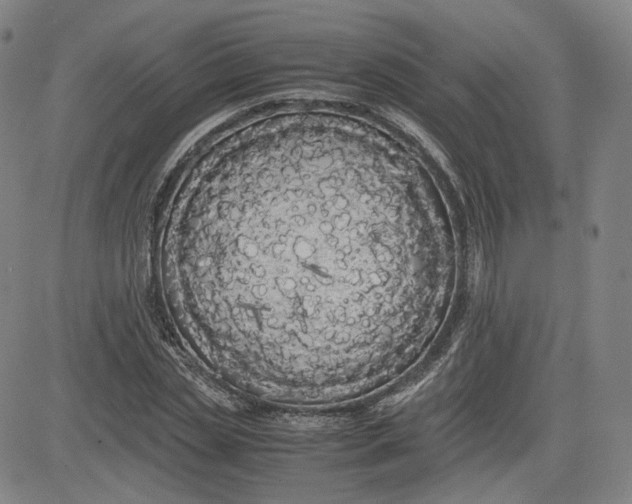 X0000080700829200701050942