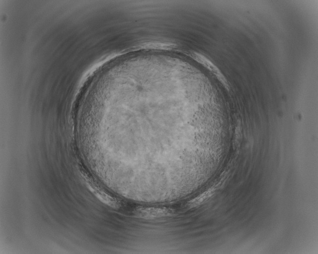 X0000080701027200701050939