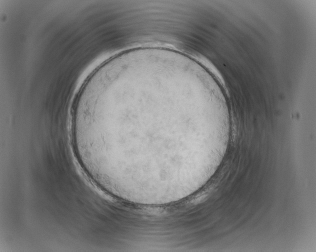X0000080701096200701050938
