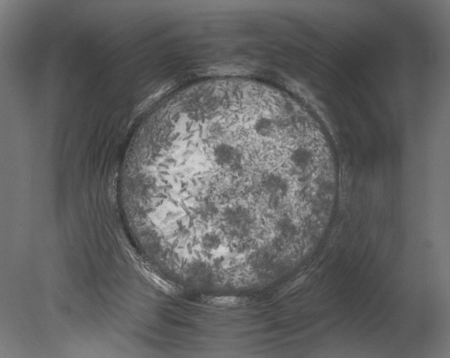 X0000080700153200701121800