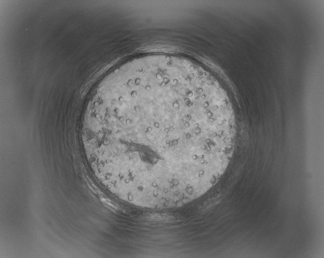 X0000080700529200701121754