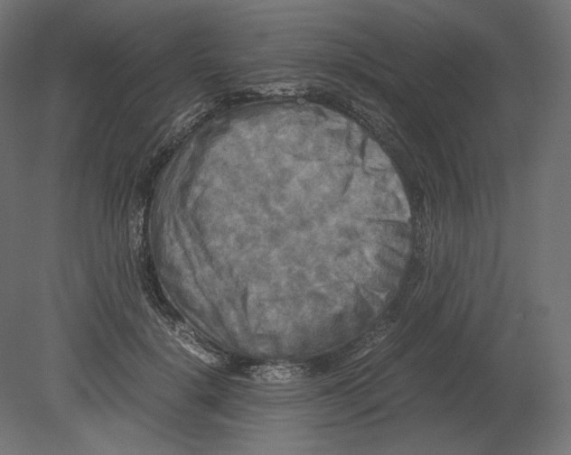 X0000080700652200701121752