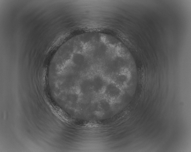 X0000080700742200701121751