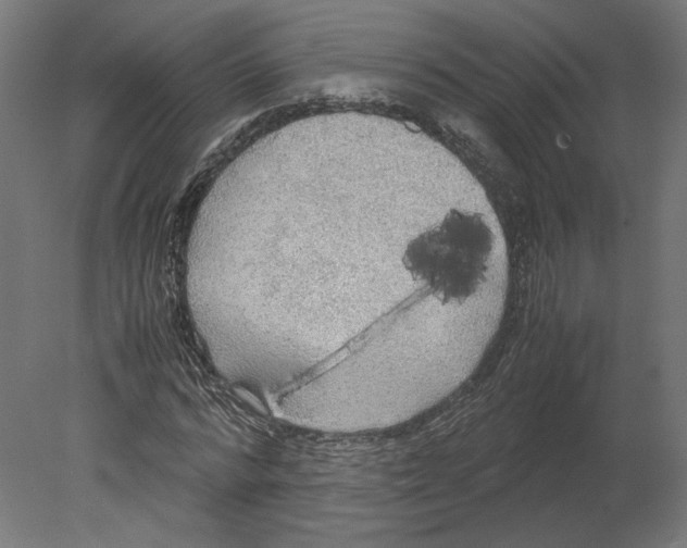 X0000080700776200701121750