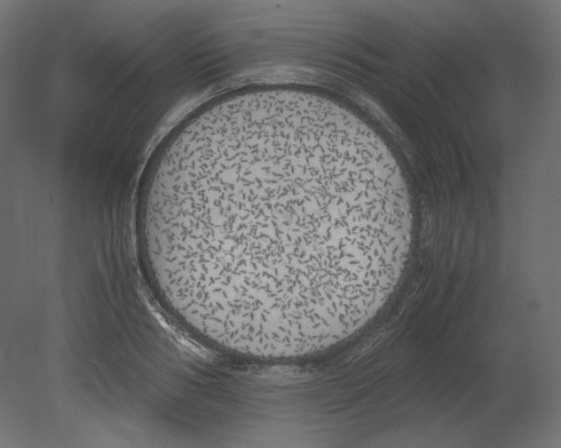 X0000080700986200701121747