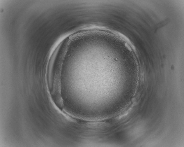 X0000080710863200612151132