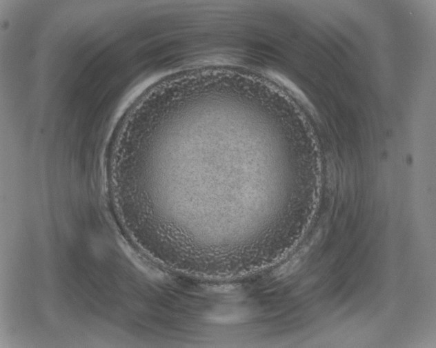 X0000080711031200612151129