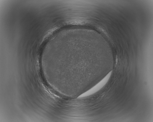 X0000080710688200701021029