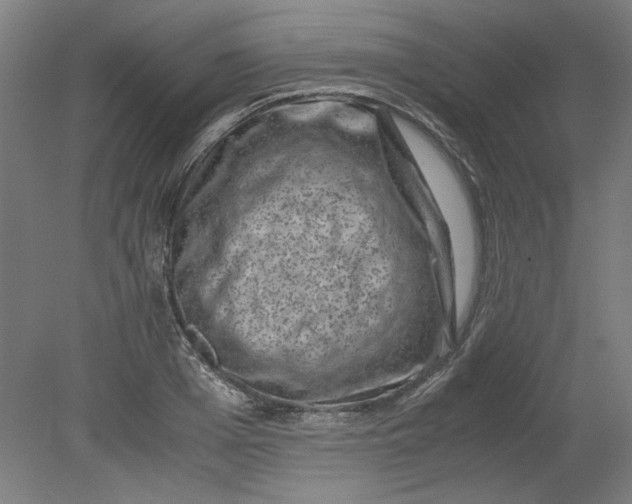 X0000080710985200701021024