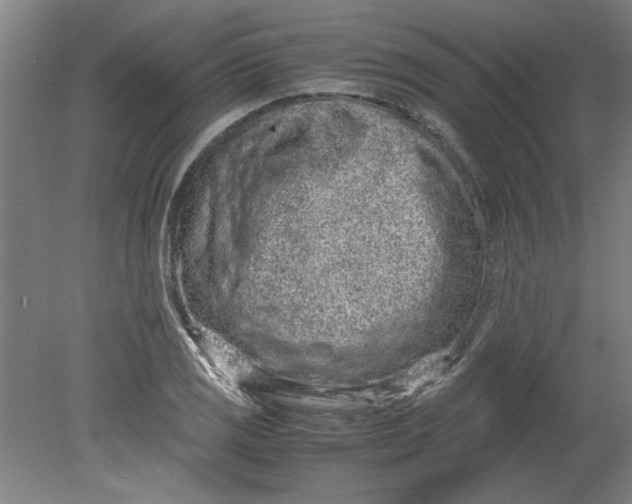 X0000080711125200701021021