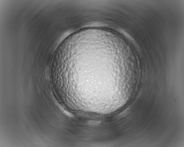 X0000080711329200701021018