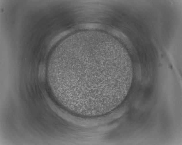 X0000080710016200701051021