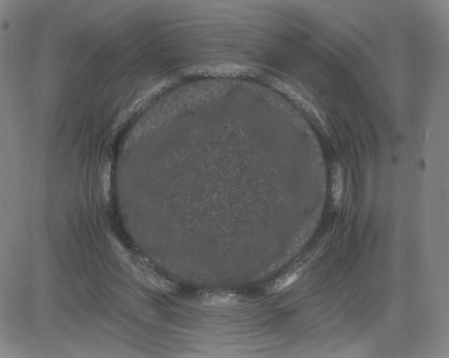 X0000080710206200701051017