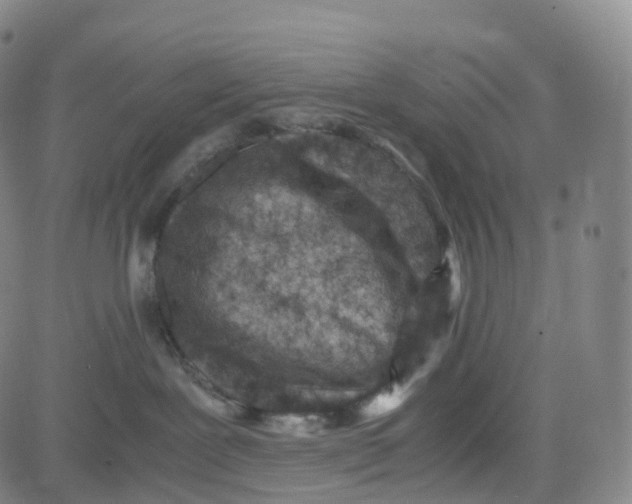 X0000080710239200701051017