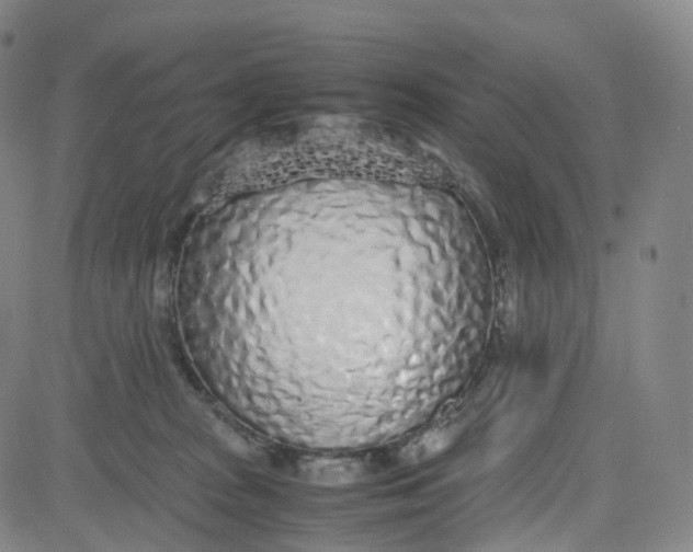 X0000080710277200701051017