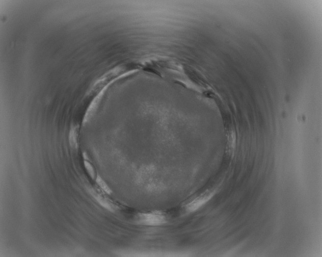 X0000080710286200701051017