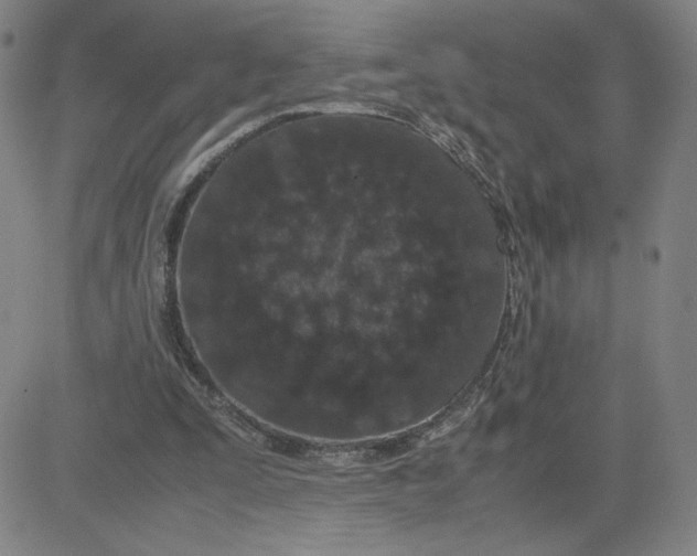 X0000080710295200701051016