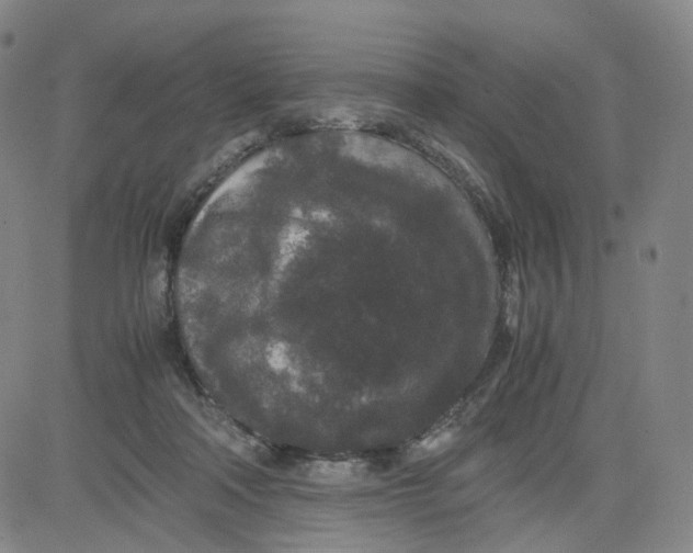 X0000080710314200701051016