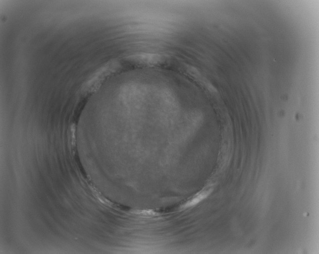 X0000080710528200701051012